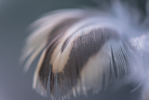 Wild bird feather in the wind for background