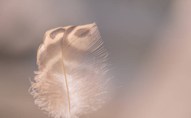 istock Wild bird feather in the wind for background 1713040493