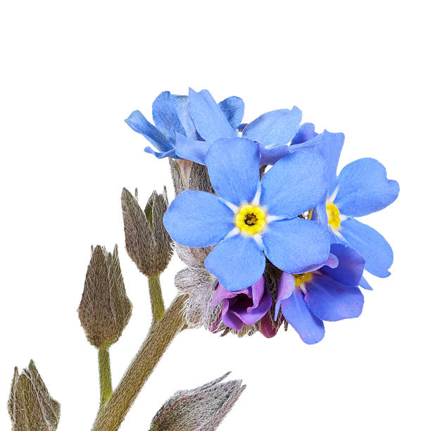istock blue forget-me-not (myosotis) isolated on white 171304066