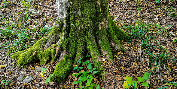 European beech in the mountain forest of the Carpathians