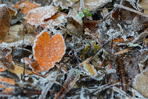 Yellow leaf in form of heart. Frozen leaves are lying on the ground. Orange leaf in the morning frost