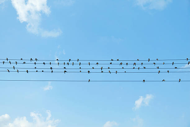 istock Birds sitting on electrical wires against blue sky 171304626