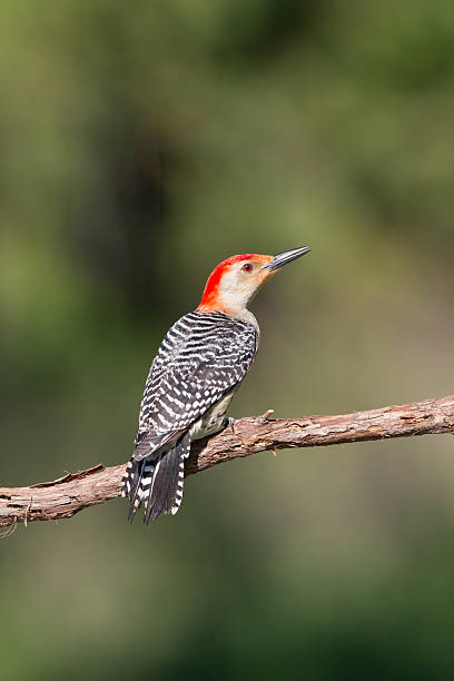 The red-bellied woodpecker - male.  Medium sized  American woodpecker.
