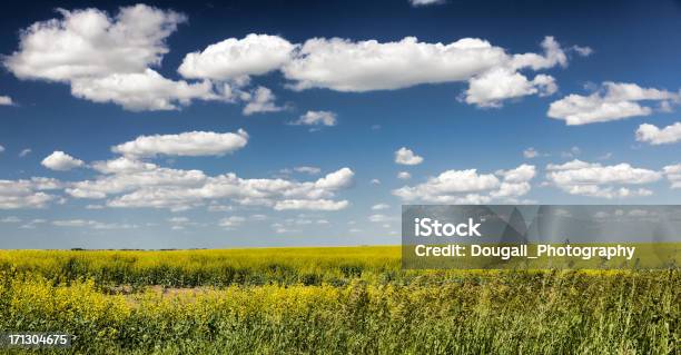 Photo libre de droit de Jaune Colza Champ Panorama Avec Nuages banque d'images et plus d'images libres de droit de Agriculture - Agriculture, Bleu, Canola