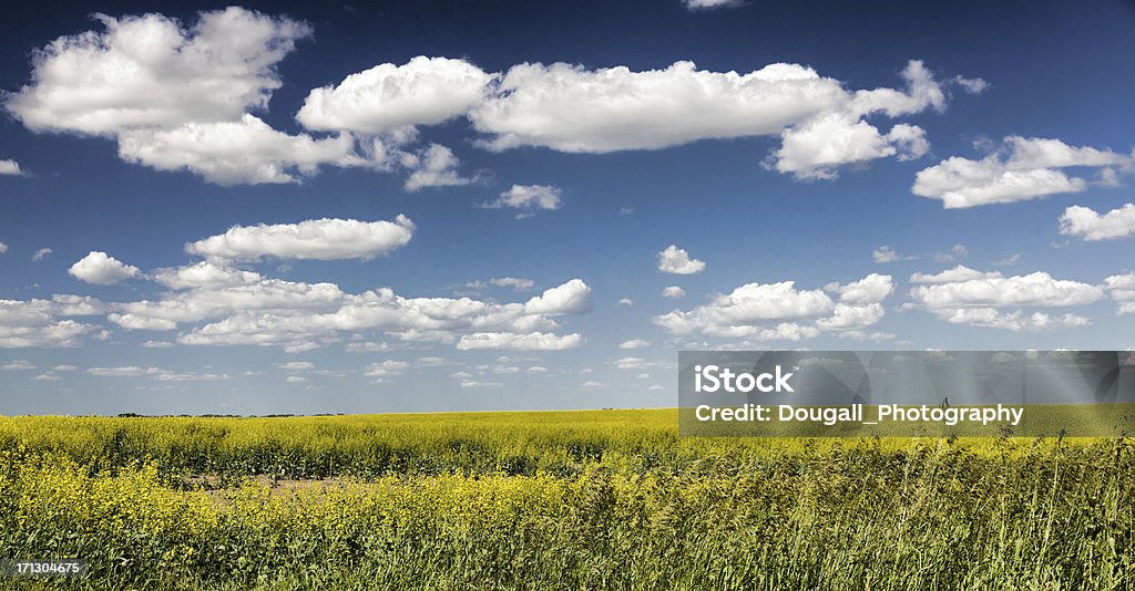 Żółty Canola pole Panorama z chmury - Zbiór zdjęć royalty-free (Bez ludzi)