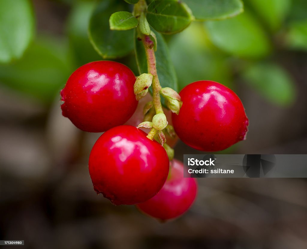 Lingonberries - 로열티 프리 0명 스톡 사진