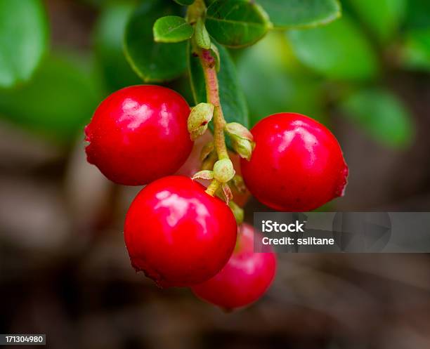 Lingonberries — стоковые фотографии и другие картинки Антиоксидант - Антиоксидант, Без людей, Брусника