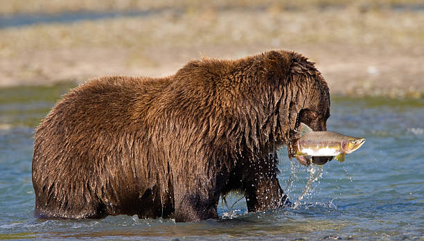 Brown Bear with Salmon Coastal Brown Bear catching Pink Salmon   katmai peninsula stock pictures, royalty-free photos & images