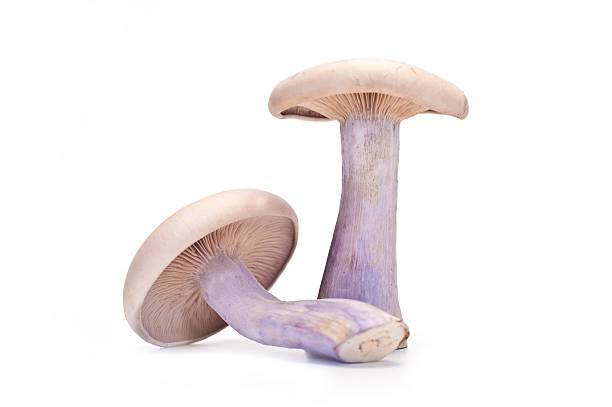 Pied Bleu Edible Mushrooms Blue Foot Gold Blewit Mushrooms Blewit stock pictures, royalty-free photos & images