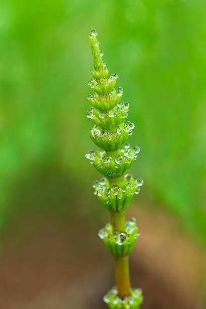 Le gocce d'acqua su Horsetail - foto stock