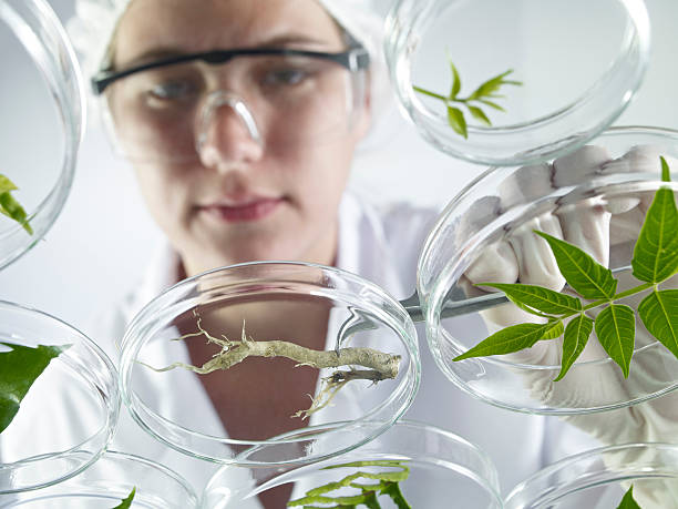 istock Scientist Examining Petri Dishes 171305565