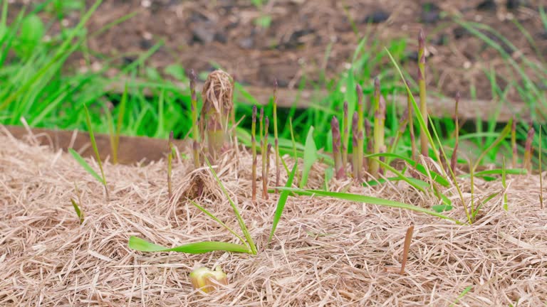 Harvest of asparagus is harvested close-up. The soil of the bed is covered with dry grass