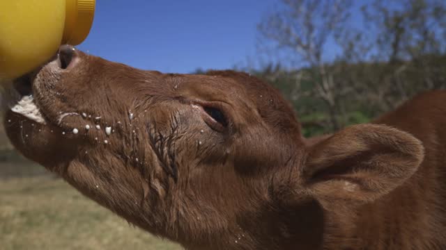 Calf drinking from a bottle