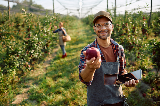 Happy fruit plantation owner using touchpad while harvesting apples and looking at camera.