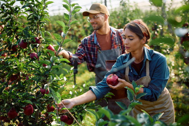 Orchard workers picking ripe apples during the fall harvest.