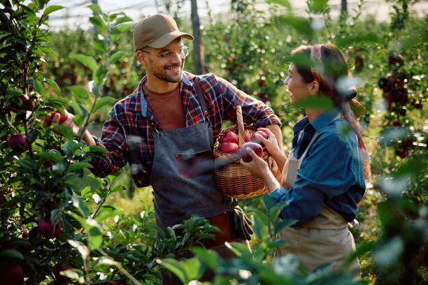 istock Young happy couple talking while picking apples in the orchard. 1713061685