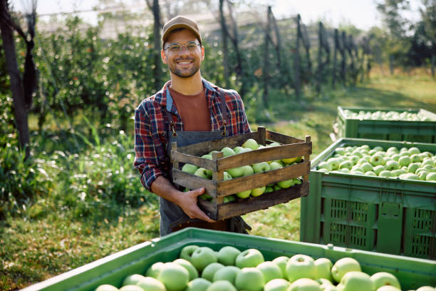istock Happy orchard worker with crates full of harvested apples looking at camera. 1713062821