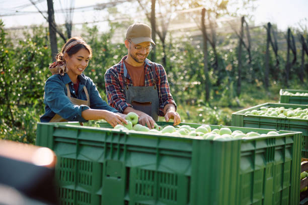 istock Happy couple examining crates with freshly picked apples while working in orchard. 1713063914