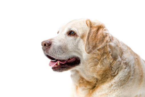 portrait of an old labrador