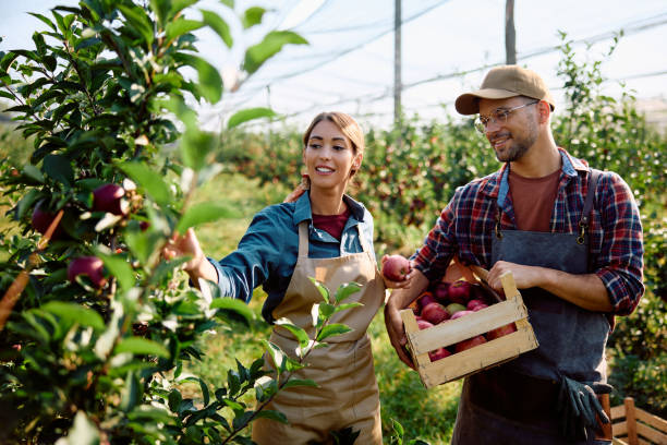 istock Smiling workers picking apples during autumn harvest in orchard. 1713064975