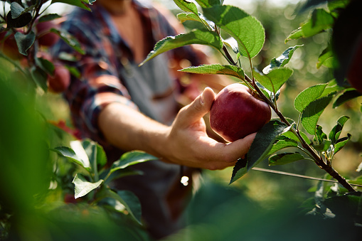 Close up of orchard worker picking ripe apples from a tree branch.