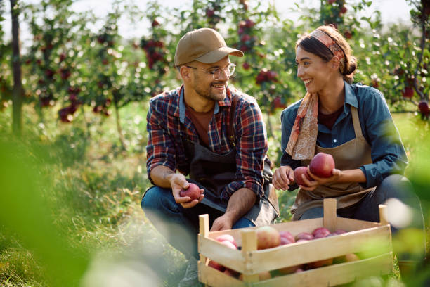 istock Happy couple of orchard workers communicating while picking apples. 1713066033