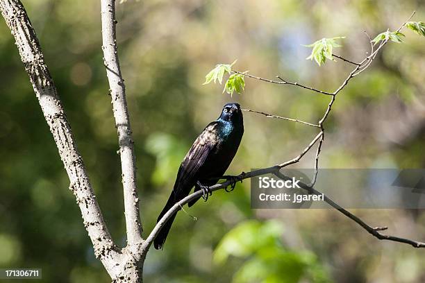 Grackle Zwyczajny - zdjęcia stockowe i więcej obrazów Bez ludzi - Bez ludzi, Common Grackle, Fotografika