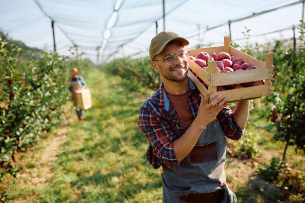 Young happy man working in orchard during autumn apple harvest.
