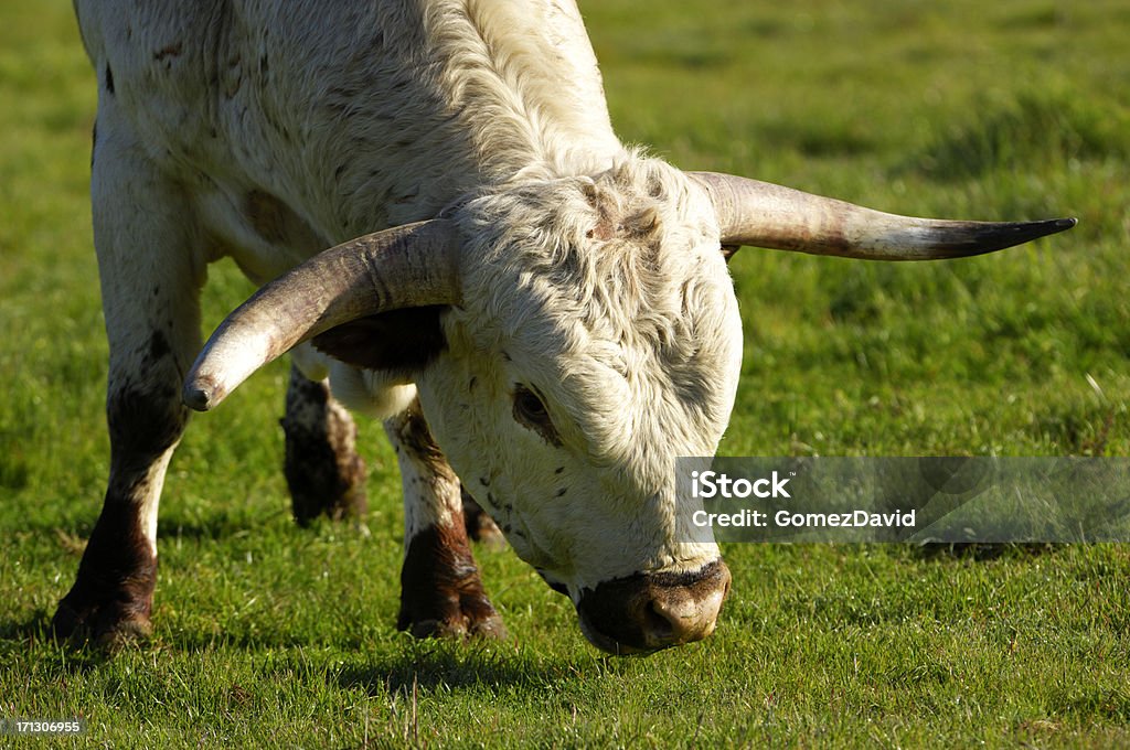 Close-up do Texas Longhorn Bull - Foto de stock de Animal royalty-free