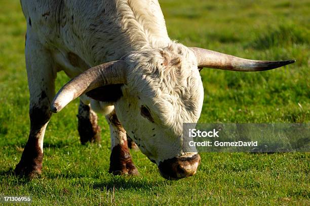 Foto de Closeup Do Texas Longhorn Bull e mais fotos de stock de Animal - Animal, Animal de Fazenda, Animal doméstico