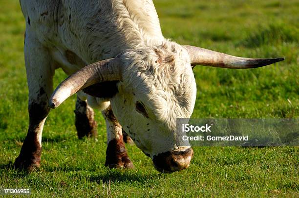 Closeup Of Техасский Длиннорогий Бык — стоковые фотографии и другие картинки Без людей - Без людей, Большой, Бык - животное