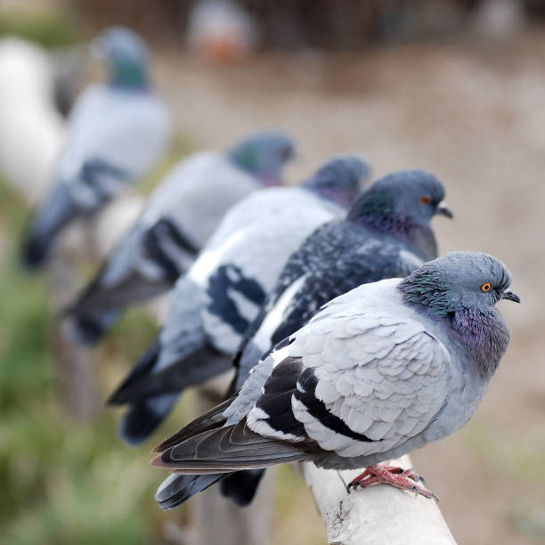 istock Pigeons in the city 171306975