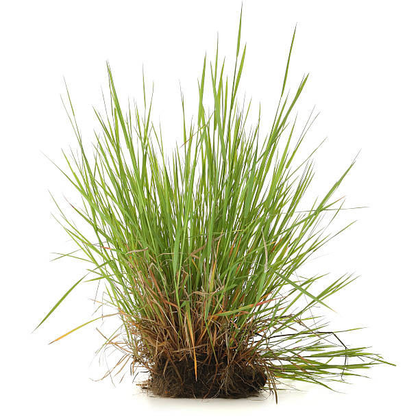 grass grass grass family stock pictures, royalty-free photos & images