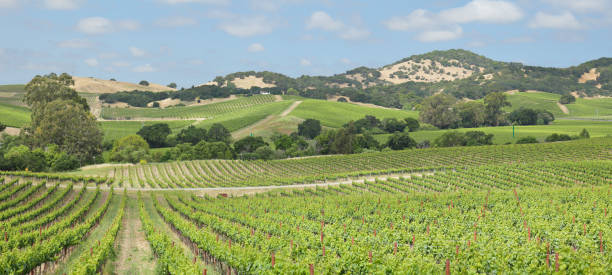 vignobles de la napa valley - california panoramic crop field photos et images de collection