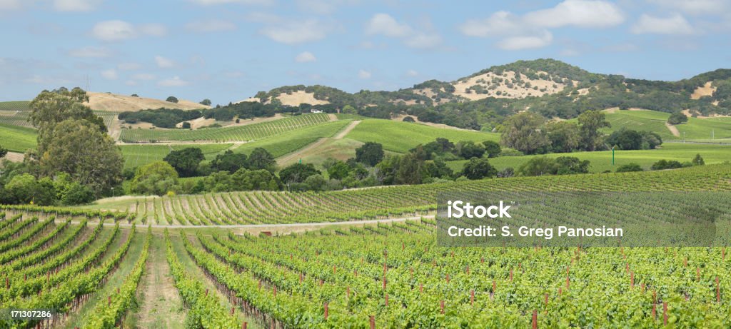 Napa Valley Vineyard "Vineyard landscape (Napa Valley, California)." Napa Valley Stock Photo