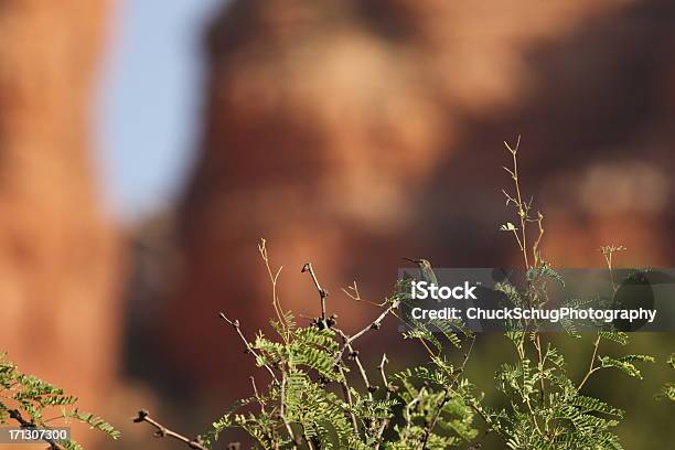 Costas Beijaflor Pássaro Calypte Costae Pousar - Fotografias de stock e mais imagens de Agarrar - Agarrar, Algarobeira, Animal