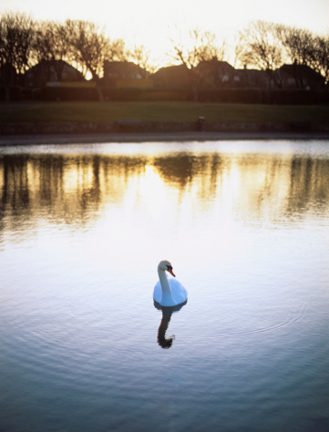 Sunset. Photographed in Tynemouth, England. Houses are visible in the background. Shallow depth of focus, on the swan.