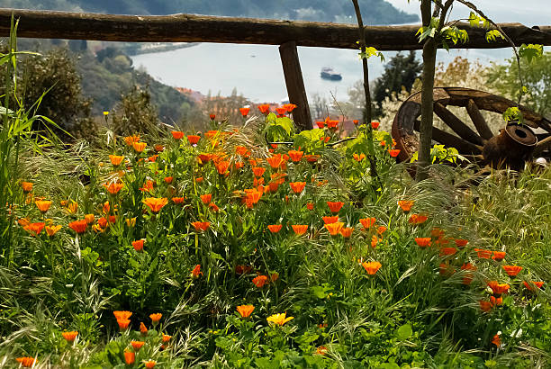 istock Background orange wildflower meadow 171307333