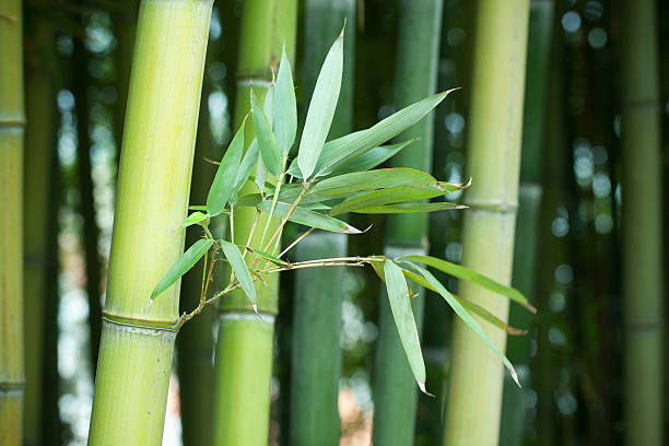 bosque de bambú - tree bamboo tall japanese culture fotografías e imágenes de stock