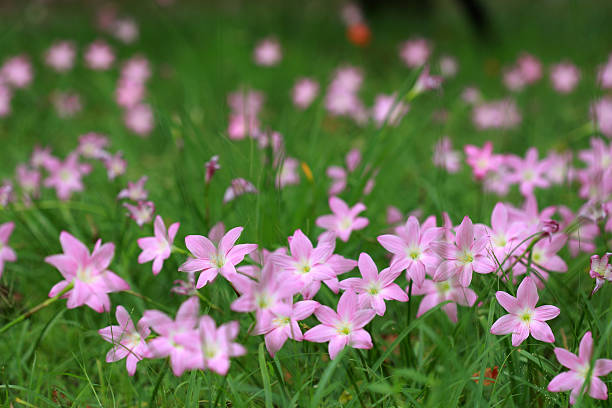 Zephyranthes pink rain lily flowers