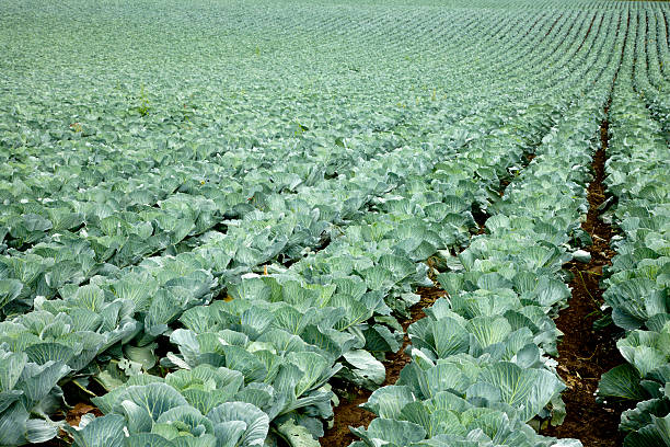 Field of cabbage ready for harvest stock photo