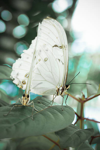 zwierzęta: whte ghost motyle - butterfly flying tropical climate close to zdjęcia i obrazy z banku zdjęć