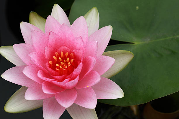 istock Lotus Pink with green water leaves 171307936