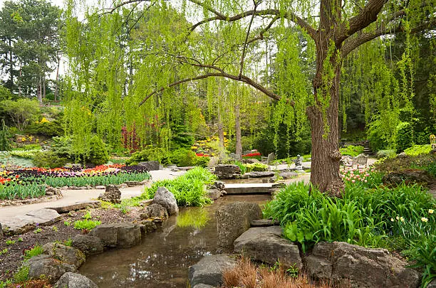 The spring rock garden with a water feature at the Royal Botanical Gardens in Burlington Ontario with a leafing willlow-tree and beds of planted spring bulbs.