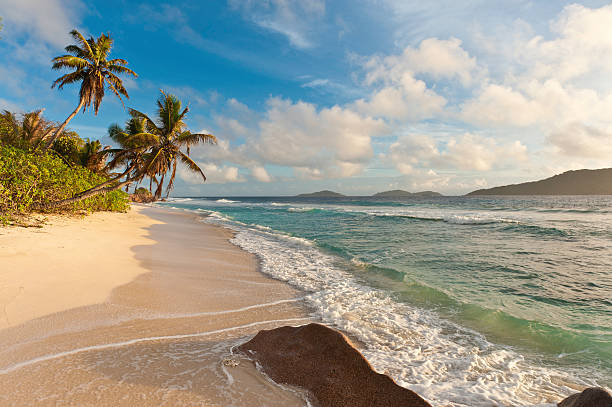 istock Palm tree beach idyllic tropical island shore 171308023