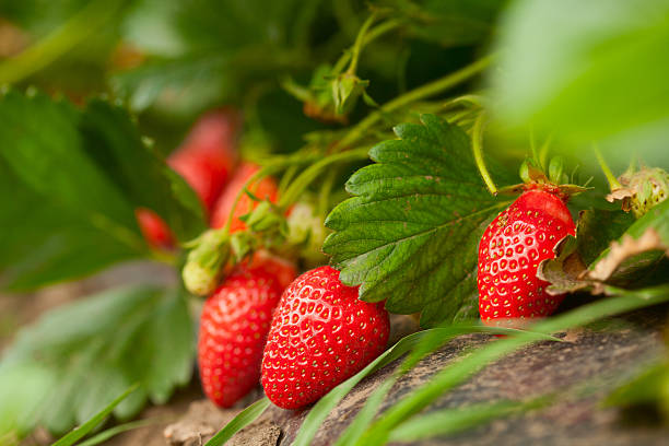 fresh organic strawberry - strawberry stockfoto's en -beelden