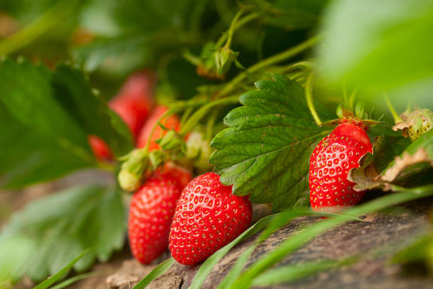 Fresh organic strawberry Fresh organic strawberry cultivated land stock pictures, royalty-free photos & images