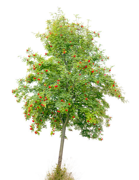 Rowan Tree/Ash (Sorbus aucuparia) with red fruits isolated on white. stock photo