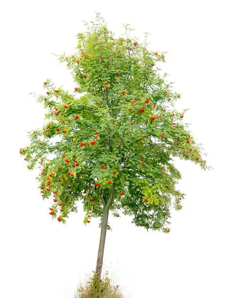 Rowan tree/ Ash (Sorbus aucuparia) with red fruits isolated on white.