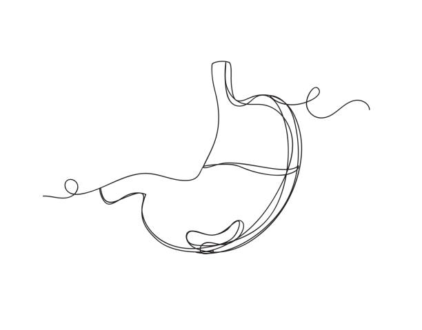 ilustraciones, imágenes clip art, dibujos animados e iconos de stock de ilustración vectorial aislada del estómago de una línea. - enzyme science white background isolated on white